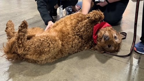 Dogs in Exhibit Hall