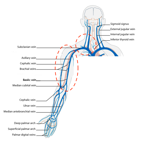 Figure 1 UE veins (courtesy of Wikimedia) Upper Ext anatomy 1.png