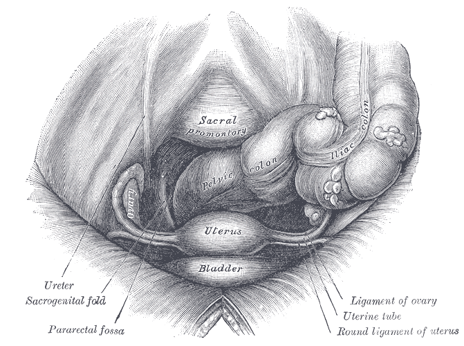 Illustration 2- Transverse view of pelvis (Grays, 1918).gif
