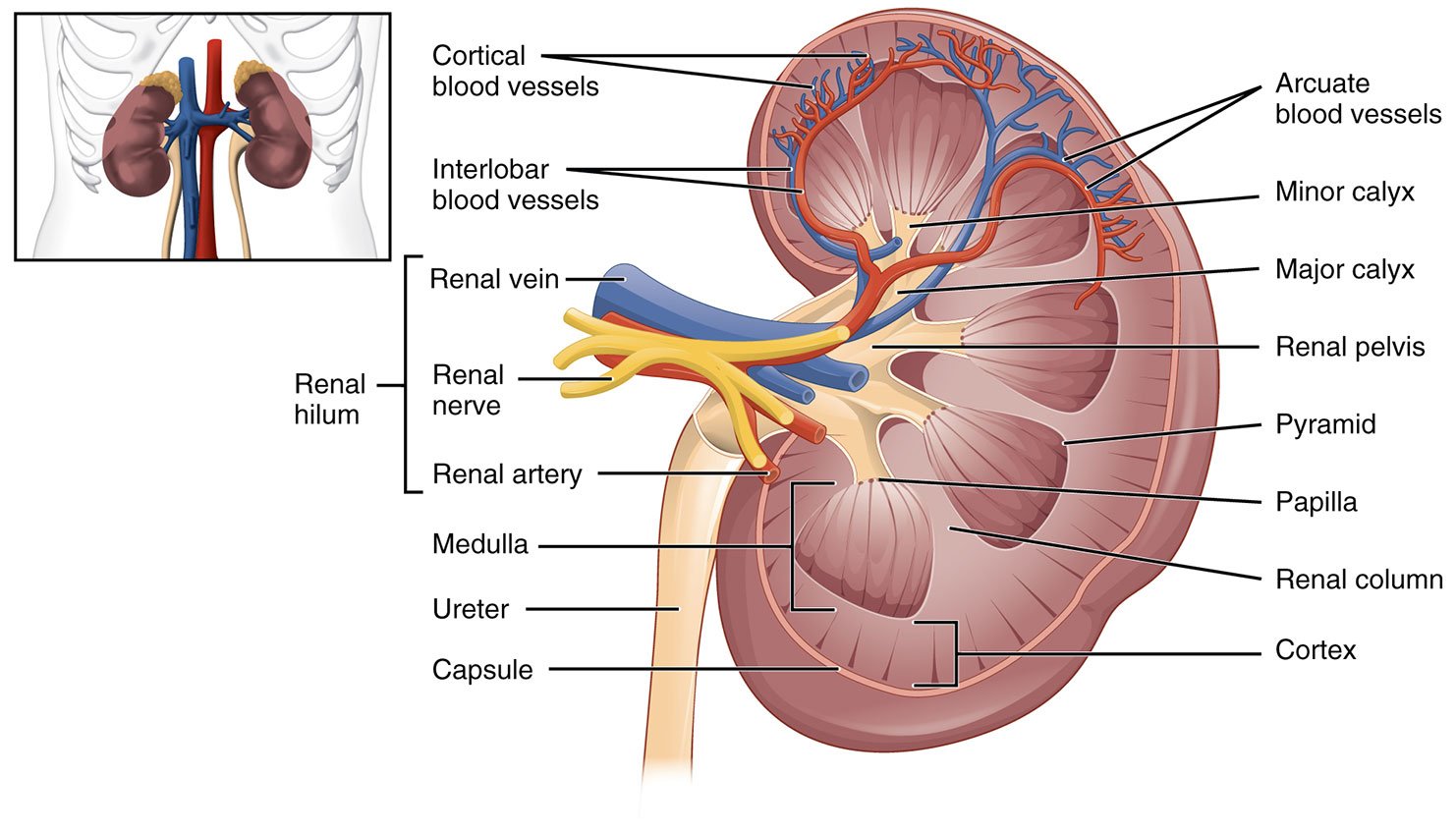Illustration 1- Normal renal anatomy (https---commons.wikimedia.org-wiki-File-2610_The_Kidney.jpg).jpg