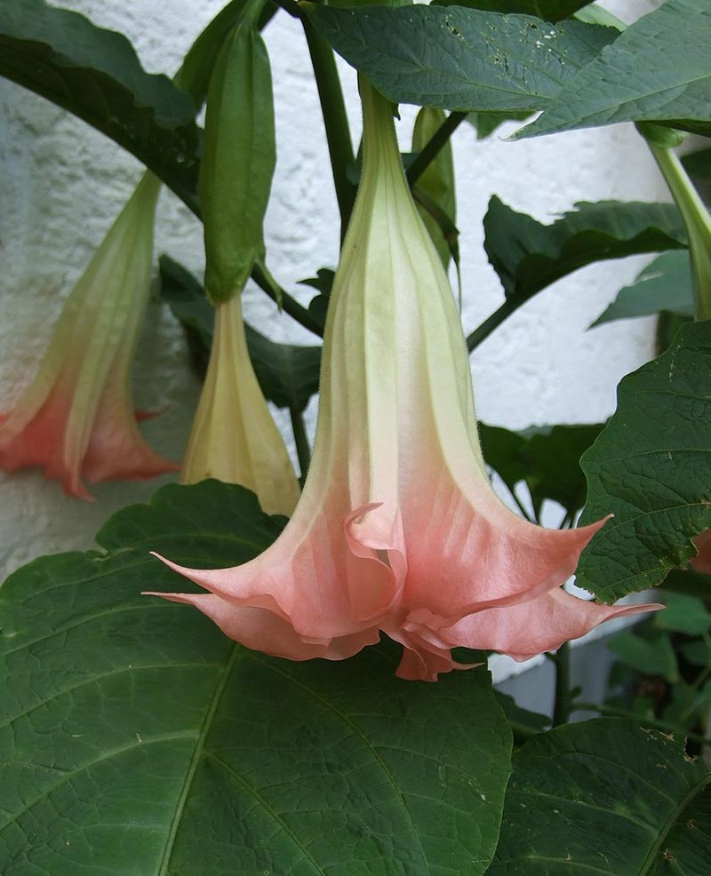 Angels Trumpet Poisonous vlr.eng.br