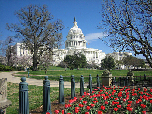 Capitol tulips.jpg