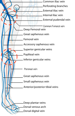 Figure 2. Veins of the leg and zones of 2 region compression (courtesy of Wikimedia).png