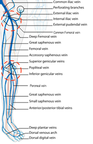 How To Draw Blood From The Femoral Vein