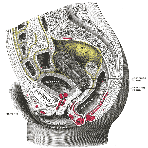 Illustration 1- Sagittal view of pelvis (Grays, 1918).gif