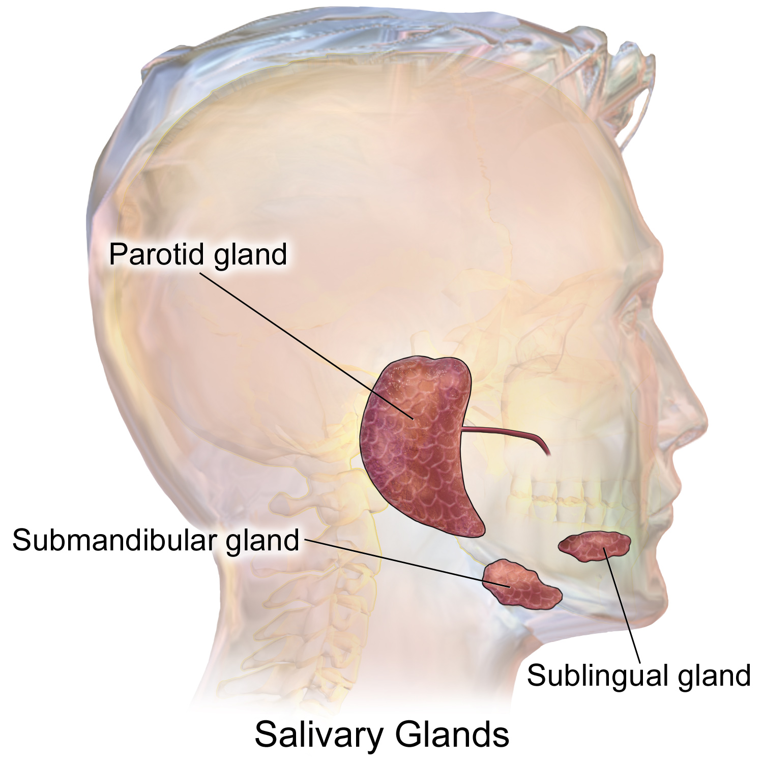 -Figure 17- Normal Submandibular gland.png