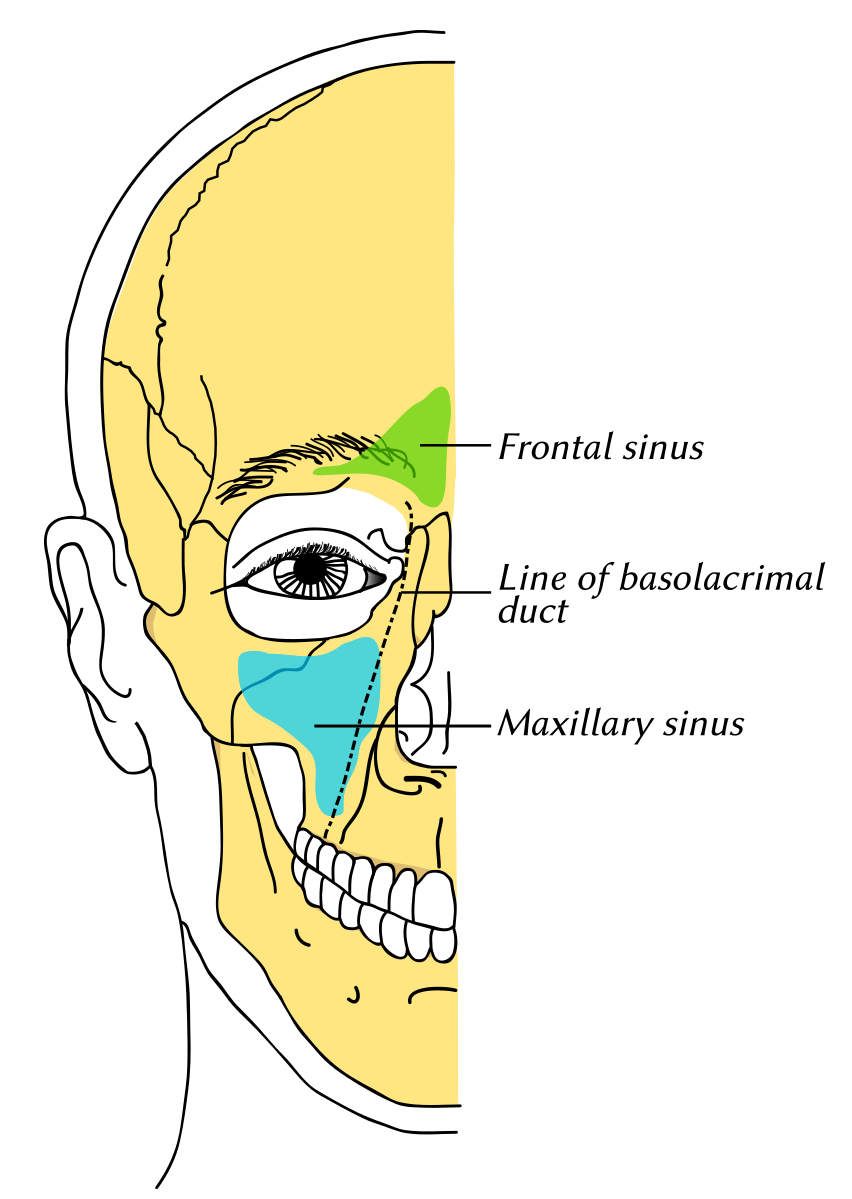 -Figure 26- Maxillary sinus.png