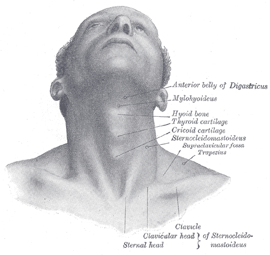 -Figure 33 - Neck Anatomy.gif
