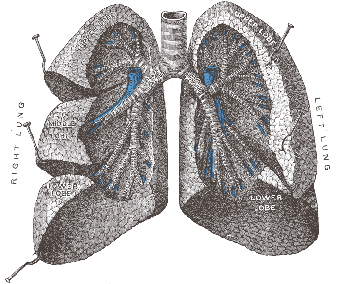 Image 1 - Lung Anatomy.gif