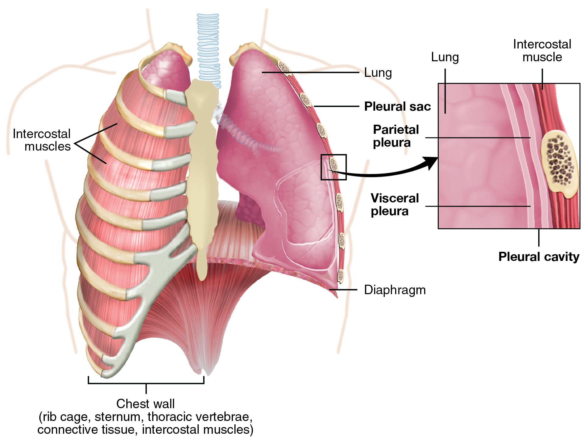 Image 2 - Anatomy of pleural interface.jpg