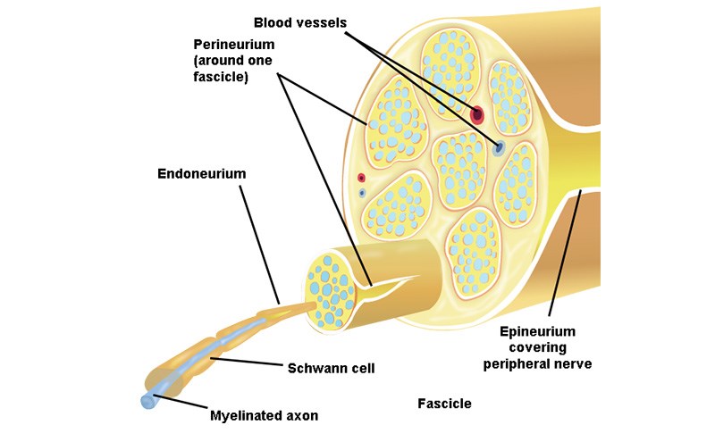 Nerve Block Introduction | Sonoguide