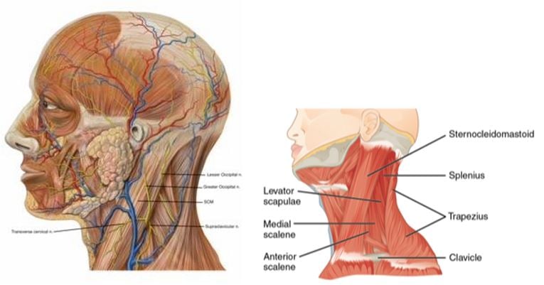 superficialcervicalplexus.JPG