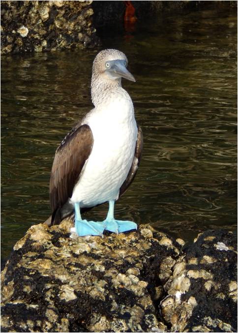 blue footed booby